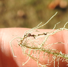 Biatoropsis usnearum