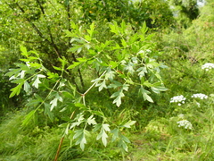 Peucedanum cervaria