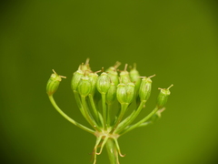 Peucedanum cervaria