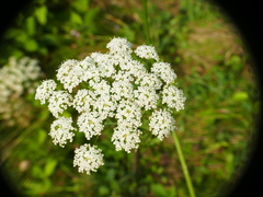 Peucedanum cervaria