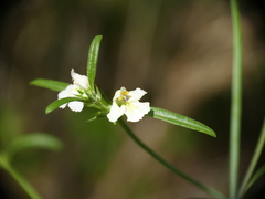 Galeopsis reuteri