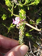 Indigofera candolleana