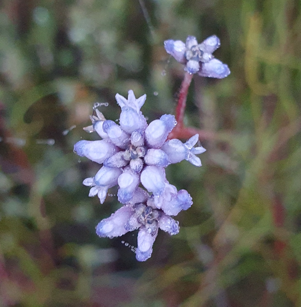 Grass-leaved Conospermum