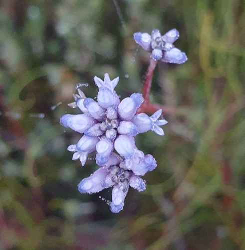 Conospermum tenuifolium R.Br.
