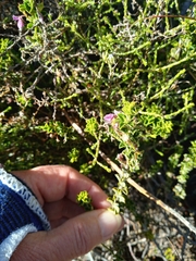 Indigofera candolleana