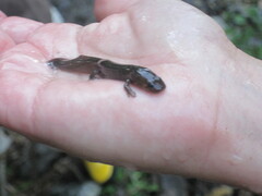 Dicamptodon tenebrosus