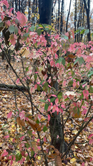 Euonymus alatus