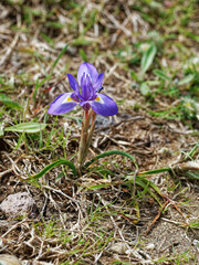 Moraea sisyrinchium