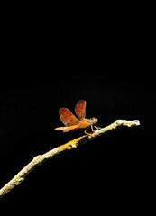 Perithemis