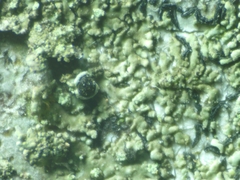 Hyperphyscia adglutinata