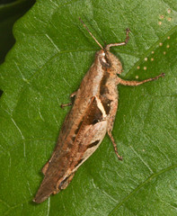 Catantopinae