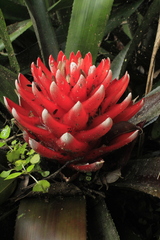 Aechmea nidularioides