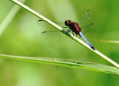 Erythrodiplax melanorubra