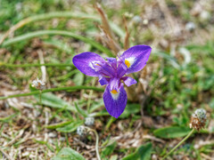 Moraea sisyrinchium