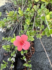 Barleria repens