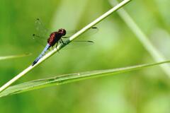 Erythrodiplax melanorubra