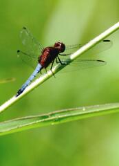 Erythrodiplax melanorubra