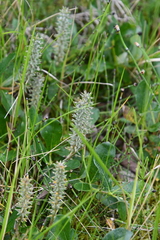 Salix glauca