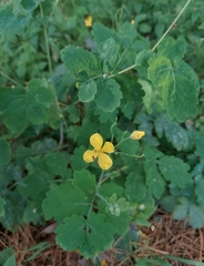 Chelidonium majus