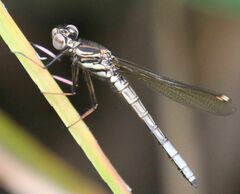 Platycypha fitzsimonsi