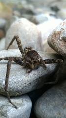 Dolomedes raptor