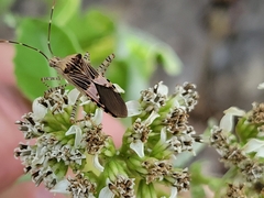 Hypselonotus punctiventris