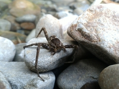 Dolomedes raptor