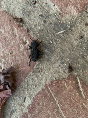 Phloeodes diabolicus