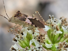Hypselonotus punctiventris