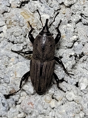 Sphenophorus coesifrons