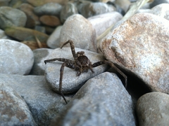 Dolomedes raptor