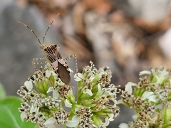 Hypselonotus punctiventris