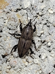 Sphenophorus coesifrons