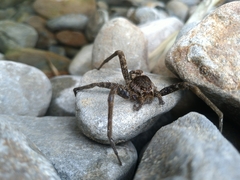 Dolomedes raptor