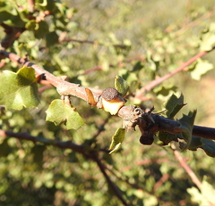 Disholcaspis prehensa