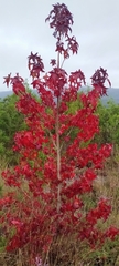 Liquidambar styraciflua