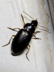 Notiobia