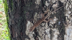 Anolis cristatellus