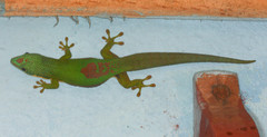 Phelsuma lineata