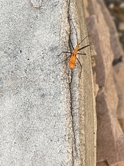 Zelus longipes