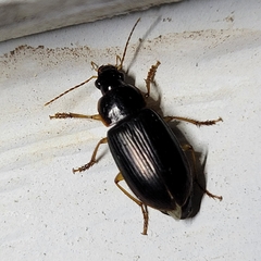 Notiobia
