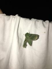 Proserpinus terlooii