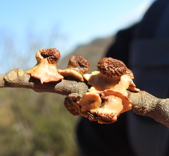 Disholcaspis prehensa