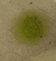 Gasteracantha cancriformis