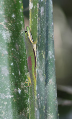 Phelsuma lineata