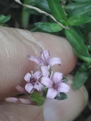Asperula cynanchica