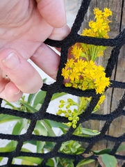 Solidago sempervirens