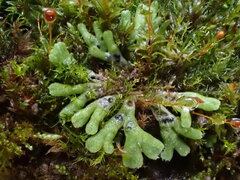 Riccia warnstorfii