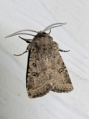 Protorthodes melanopis