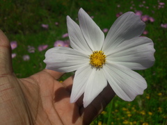 Cosmos bipinnatus